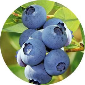 Arbust Bluecrop planta afin 1.4 L produs in Romania