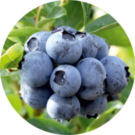 Arbust Duke planta afin 1.4 L produs in Romania