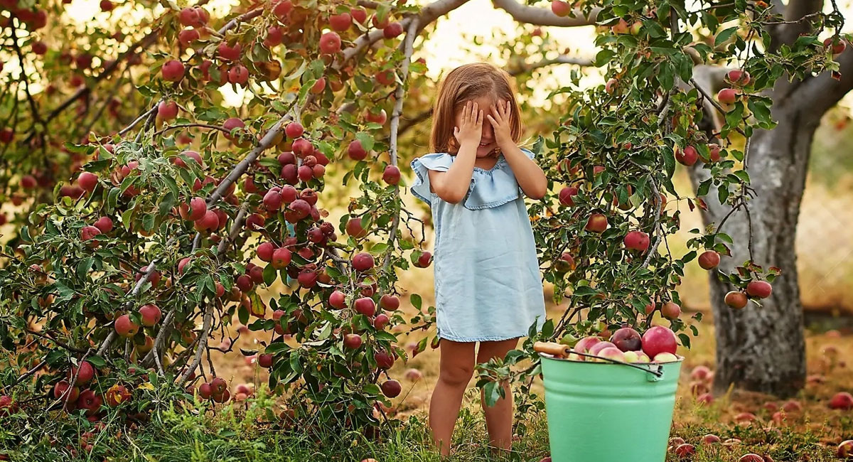 5 sfaturi practice despre îngrijirea pomilor fructiferi la începutul toamnei